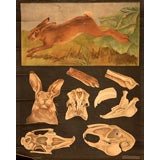 Vintage Rabbit Skeleton Educational Plates
