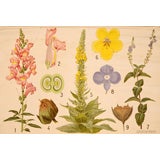 Vintage Seven Flower Varieties Educational Plate