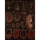 Algae Educational Plates
