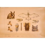 Vintage Owl & Bat Anatomy Educational Plate