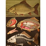 Vintage Fish Anatomy Education Plate