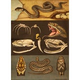 Vintage Snake Educational Plate