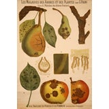 Vintage Tree & Plant Diseases Educational Plate