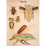 Vintage Insect Educational Plate