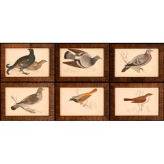 Antique Collection of Bird Prints II