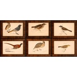 Antique Collection of Bird Prints III