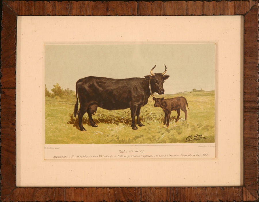 These chromolithographs of different cow breeds are meticulously drawn and printed. Each print has a caption in French specifying the breed, the owner, and the prizes it won.<br />
<br />
Colors are fresh and printing is exquisite. $375 each