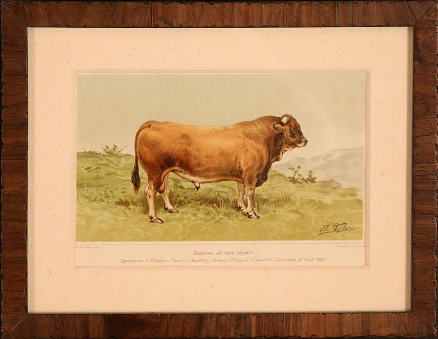 French Collection of Cow Prints, France, c. 1890