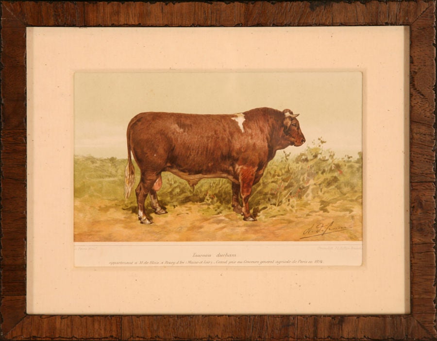 Collection of Cow Prints, France, c. 1890 In Good Condition In Los Angeles, CA