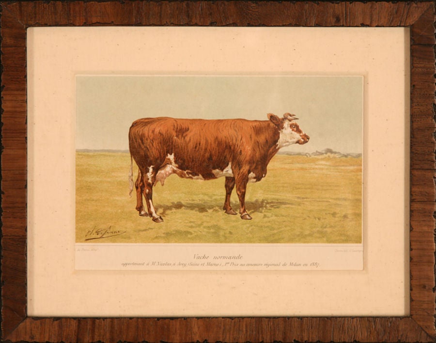 19th Century Collection of Cow Prints, France, c. 1890