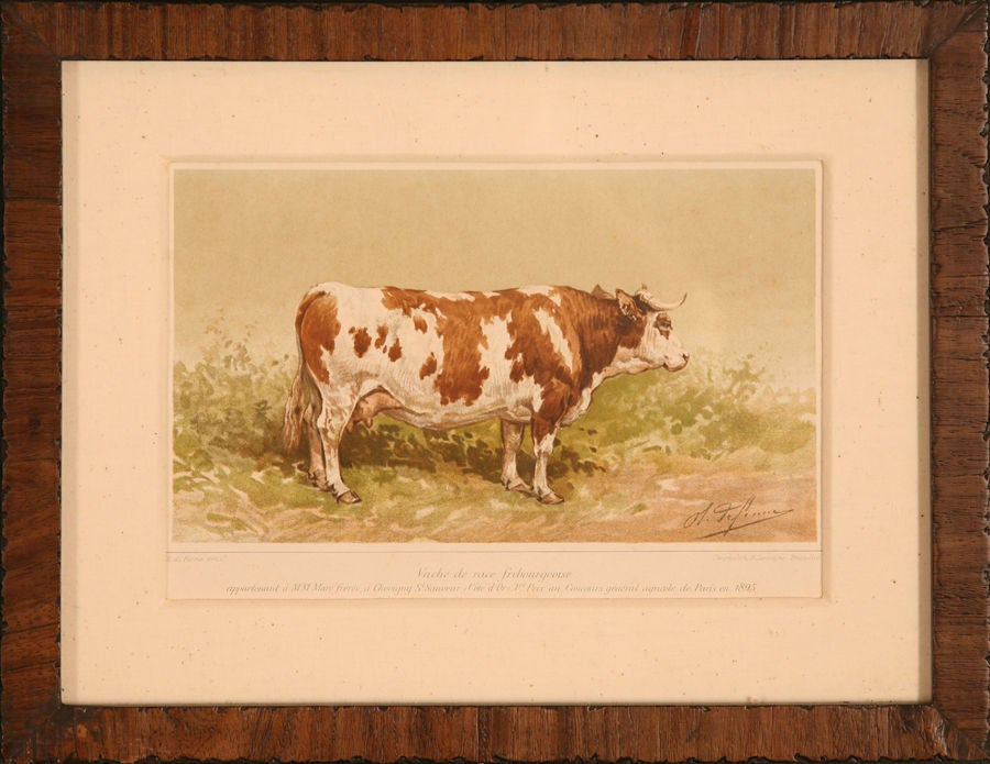 Collection of Cow Prints, France, c. 1890 2