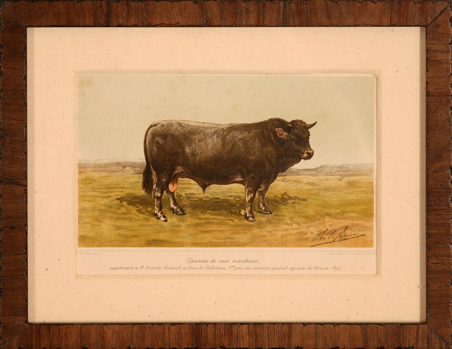 Collection of Cow Prints, France, c. 1890 3