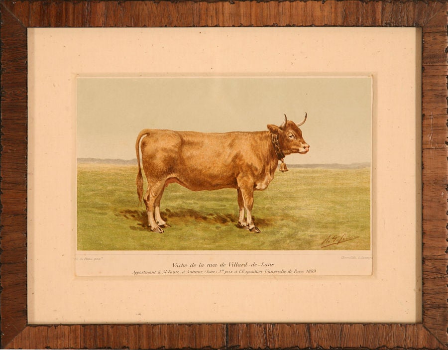 Collection of Cow Prints, France, c. 1890 4