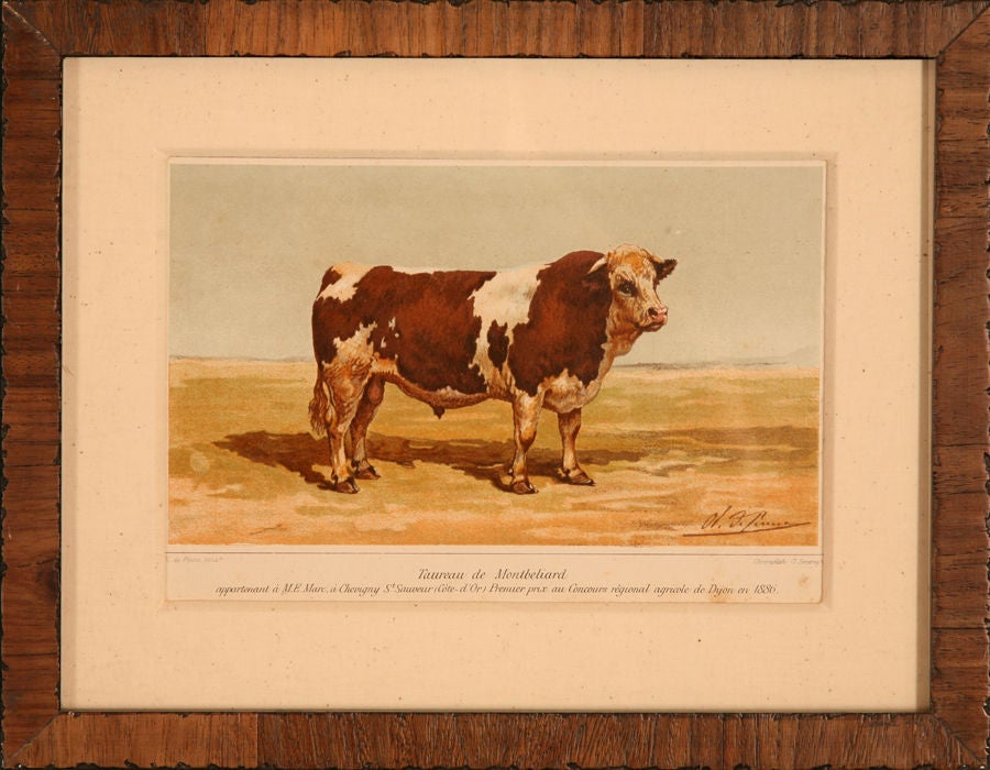 Collection of Cow Prints, France, c. 1890 5