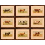 Collection of Cow Prints, France, c. 1890