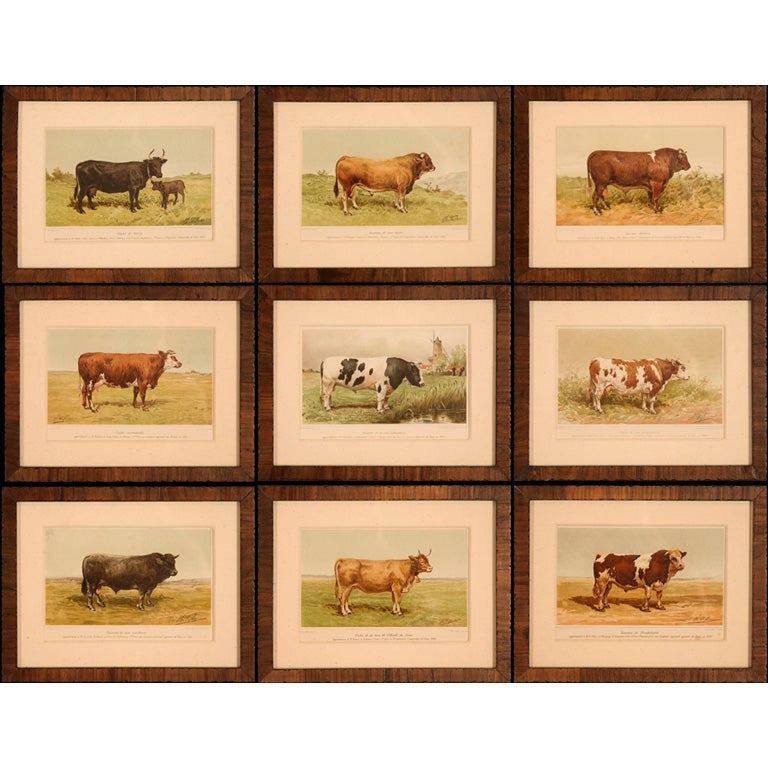 Collection of Cow Prints, France, c. 1890