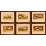 Collection of Sheep Prints I