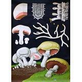 Vintage Mushrooms Educational Plate
