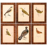 Antique Collection of Bird Prints I