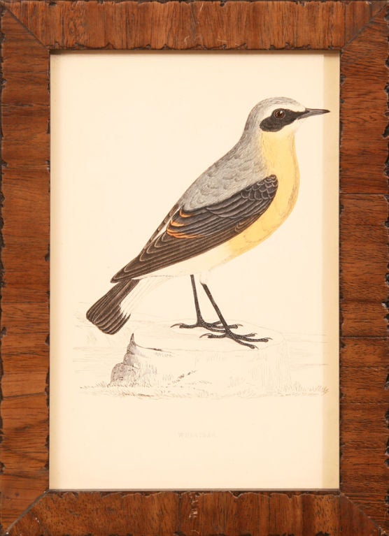 Collection of Bird Prints I