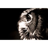 Used "Owl at London Zoo" by Lee Irvine