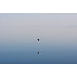 Used "Bird and Reflection" by Lee Irvine