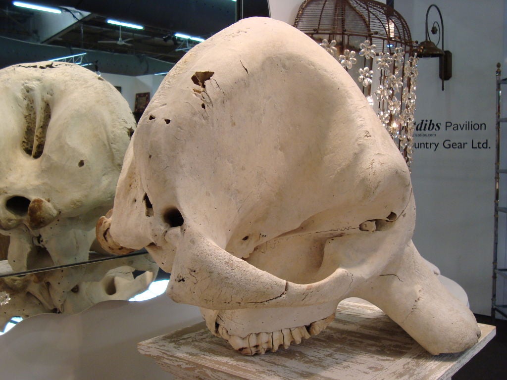 elephant skull for sale