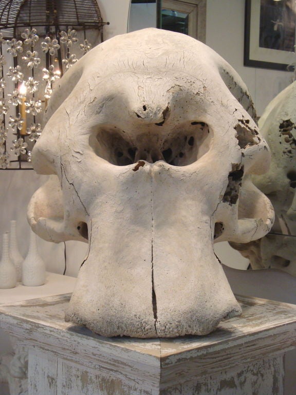 An amazing, life-size, bleached elephant skull with teeth intact.