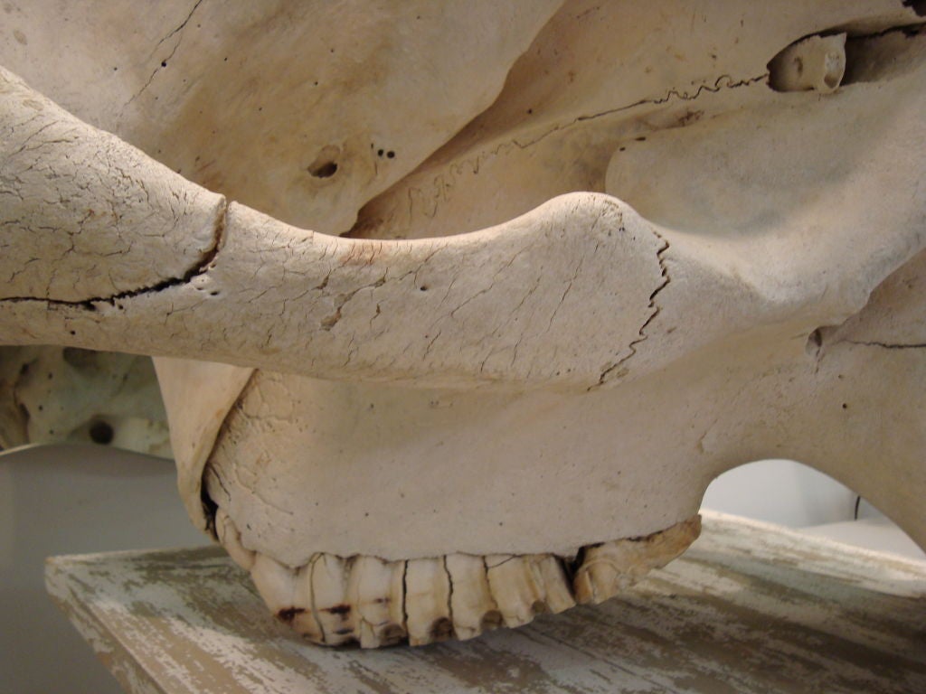 elephant skulls