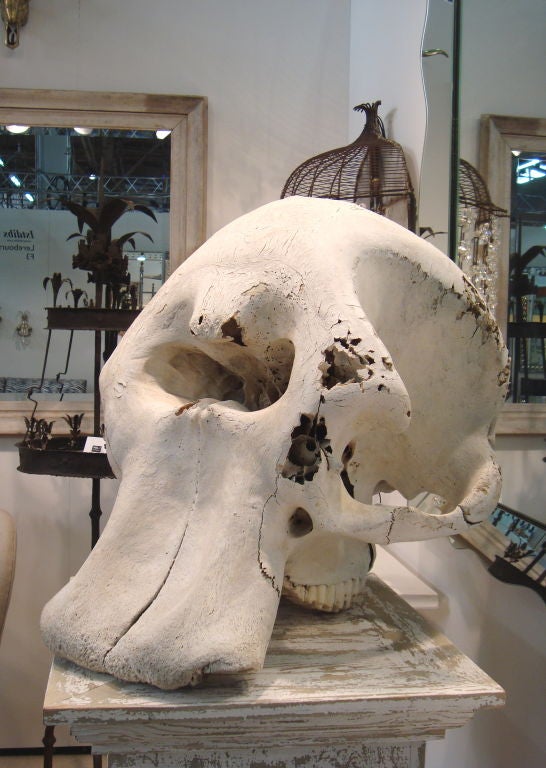 skull elephant