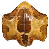 An Applique Made from the Underside of a Tortoise. 1960
s French