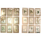 A Collection of 50 Roman Medicinal Herb Etchings
