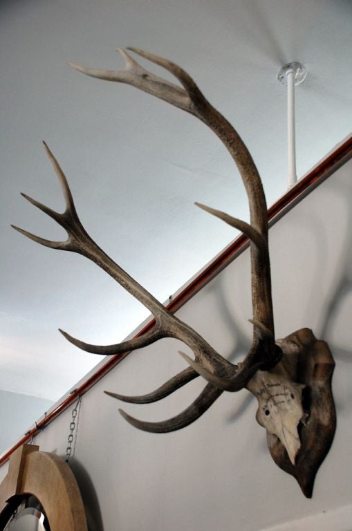 Pair of large engraved antlers on wall mount
