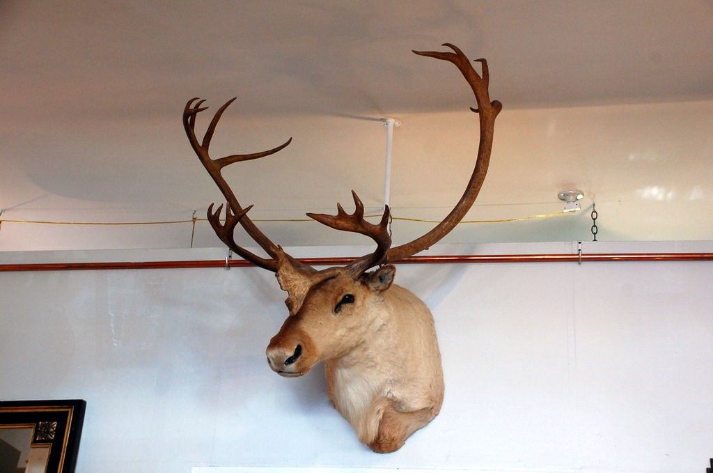Impressive large taxidermy trophy. Majestic, expressive, quality work. Enormous antlers + unusual 3rd middle 'horn'.
