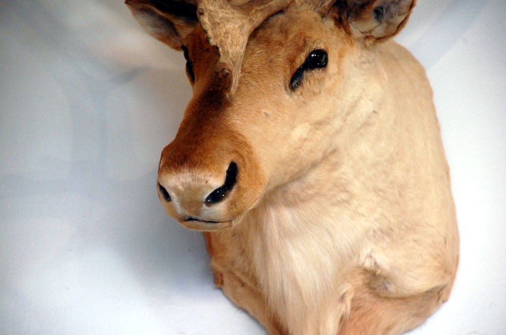 20th Century Majestic large taxidermy trophy: Mamon