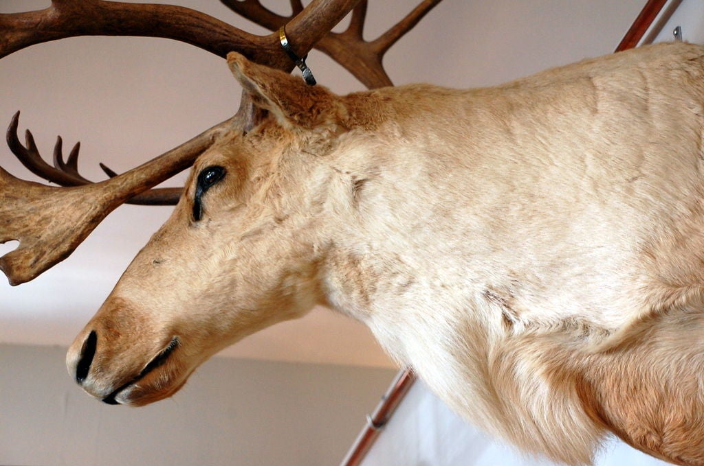 Majestic large taxidermy trophy: Mamon In Excellent Condition In Los Angeles, CA