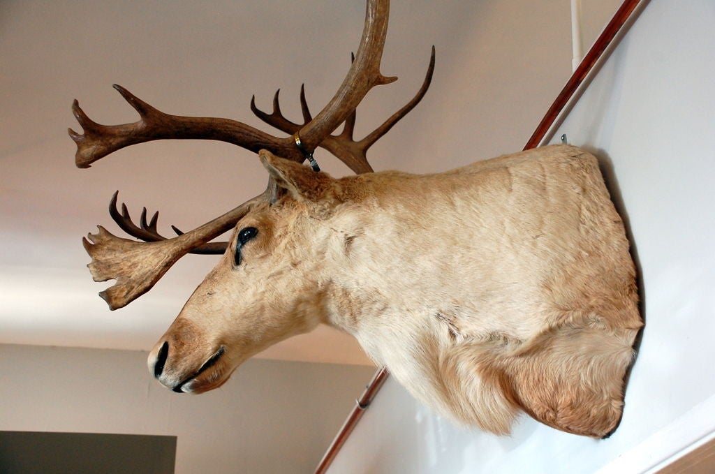 American Majestic large taxidermy trophy: Mamon