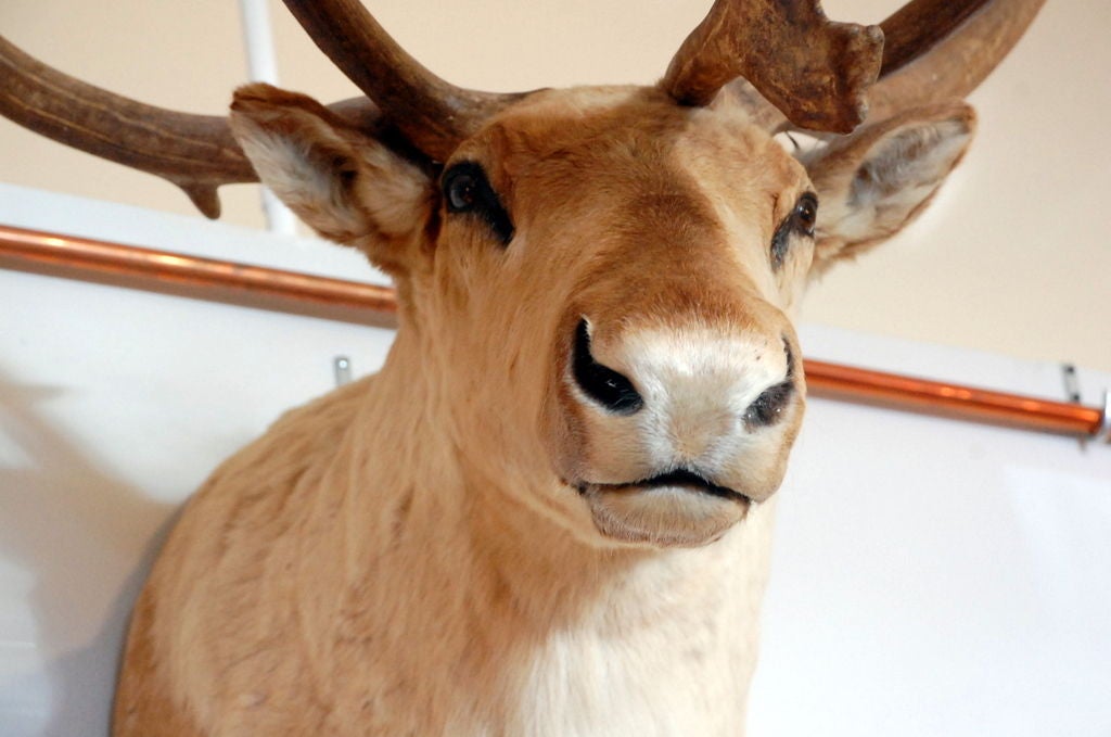 Majestic large taxidermy trophy: Mamon 2