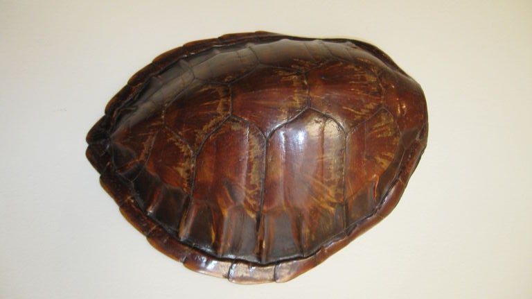 BEUTEFUL TORTOISE SHELL