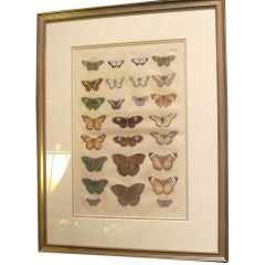 18TH CENTURY HAND COLORED ENGRAVING DEPICTING BUTTERFLYS