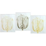 LOWELL NESBITT (AMERICAN 1933-1993) THREE WORKS: TULIPS.