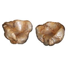 Pair of Monumental Ginseng Burl Chairs