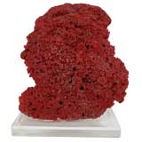 Coral specimen mounted on lucite