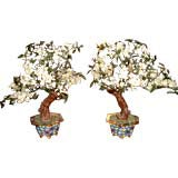 Pair of Jade Trees