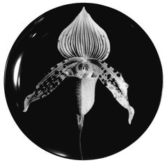 "ORCHID, 1987" PORCELAIN  PLATE BY ROBERT MAPPLETHORPE
