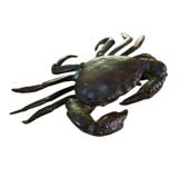 Italian bronze of a crab