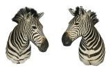 Pair of European Shoulder Mounted Specimen African Zebras