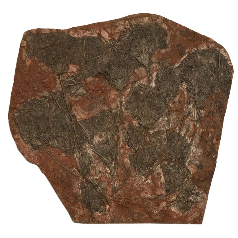 Spectacular Crinoid Plate Fossil 450-600 Million Years Old