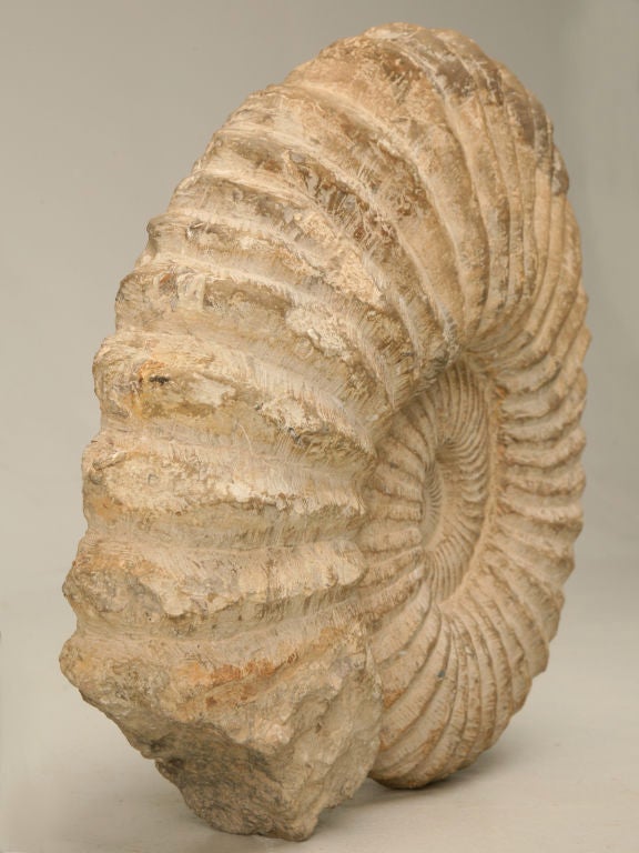 Large ammonite fossil, found on Coastal Sahara Desert in Morocco, is the result of concretion of the shell of a sea-dwelling creature that lived over 64 million years ago. Their spiral shape begot their name, as their fossilized shells somewhat
