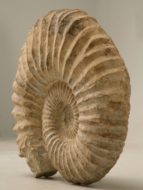 Moroccan Large Ammonite Fossil over 64 Million Years Old